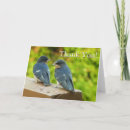 Search for swallow cards Nature