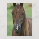 Search for thoroughbred postcards Race horse