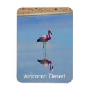 Recherche de les flamands magnets Oiseaux