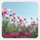 Search for pink cosmo stickers Nature