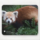 Recherche de panda rouge tapis souris Sauvage