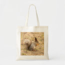 Search for nut with squirrel bags Nature