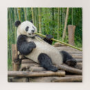 Search for panda bear puzzles Bamboo