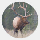 Search for bull elk stickers Autumn