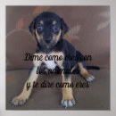 Recherche de chien et chat posters Chats