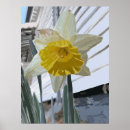 Recherche de jonquilles art Botanique
