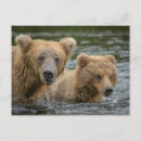 Recherche de ourson cartes postales Patte