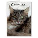 Recherche de catitude cartes postales Chat