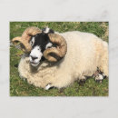 Search for horned postcards Scotland