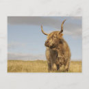 Search for scottish highland cow postcards Wild
