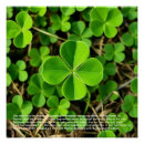 Search for clover posters Plants