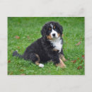 Search for mountain dog postcards Adorable