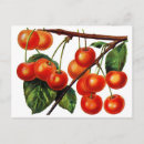 Search for sweet cherry postcards Food