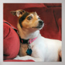 Recherche de jack russell posters Canine