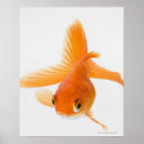 Search for fantail posters Animals