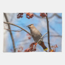 Recherche de faune cuisine linges Oiseau