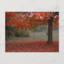 Search for fallen tree postcards Colours