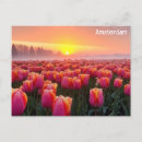 Recherche de tulipe cartes postales Hayon