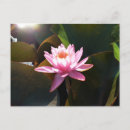Recherche de lilypad cartes postales Water