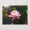 Recherche de nénuphars roses cartes postales Floral