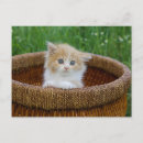 Search for long haired cat postcards Fluffy