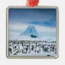 Search for penguin ornaments Nature
