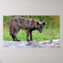 Recherche de noir loups posters Faune