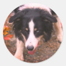 Search for staring stickers Dog