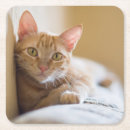 Search for couch coasters Pet