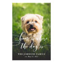Search for lovely dog posters For pets
