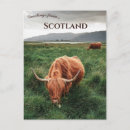 Search for grazing cows postcards Meadow