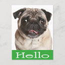 Search for pug puppies postcards Puppy