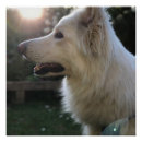 Search for white german shepherd art Gsd
