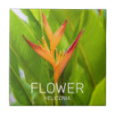 Recherche de heliconia Fleur
