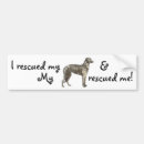 Search for scottish bumper stickers Deerhound