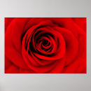 Search for rose red posters Floral