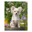 Recherche de chiwawas posters Chiot