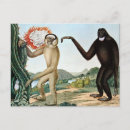 Search for gibbon postcards Vintage