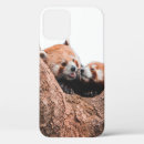 Search for cute koala bear iphone cases Nature