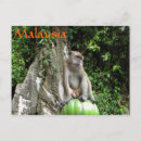 Search for monkey postcards Malaysia