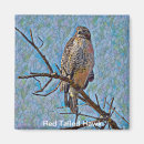 Search for red tail magnets Hawk