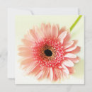 Recherche de gerberas invitations Fleurs