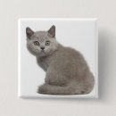 Search for shorthair buttons Kitten