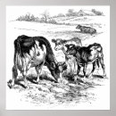Search for black and white cow posters Vintage