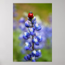Search for lady bug art Red