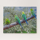 Search for budgie puzzles Budgerigars