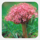 Search for agapanthus stickers African lily