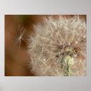 Recherche de pissenlit art Nature