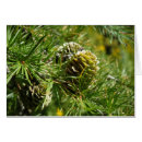 Search for larch tree postcards Tamarack