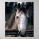 Search for graphic horses posters Farm